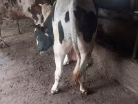 Touro, Russian Black pied cattle — foto 1