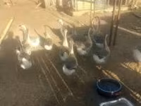 Geese — عکس 3