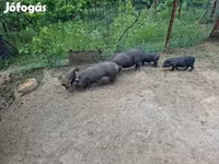 Babi hutan, Вьетнамская вислобрюхая — foto 6