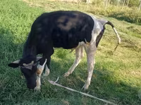 Býk, Russian Black pied cattle — foto 1