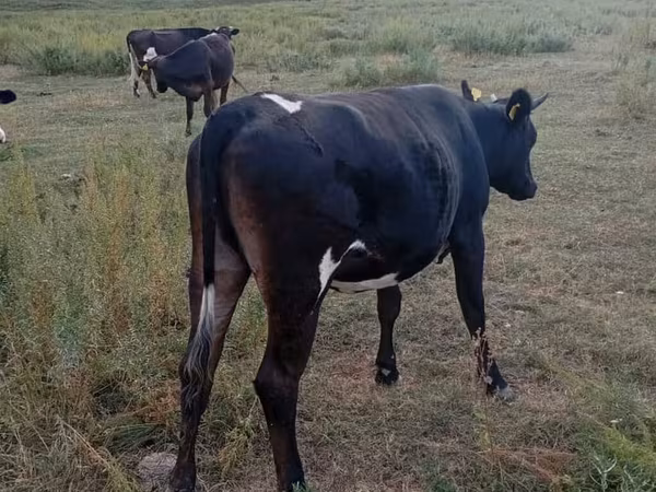 Cow, Russian Black pied cattle — Kyrgyzstan