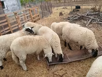 แกะตัวเมีย, Suffolk sheep — รูปภาพ 1