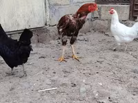 Chickens — sawirka 4