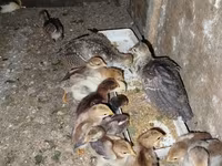Chickens — foto 1