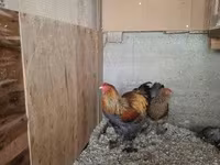 Brahma — foto 4