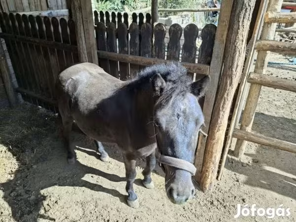 Kůň, Koně