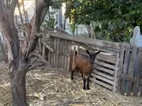 بز ماده, Alpine goat — عکس 1