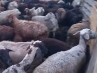Kambing jantan, Sheep — foto 1
