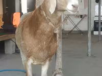 Domba jantan, Edilbay sheep — foto 4