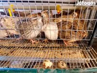 Quails — Foto 2