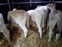 Buqa, Simmental cattle — 6-rasm