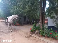 اسب نر, اسب — عکس 6