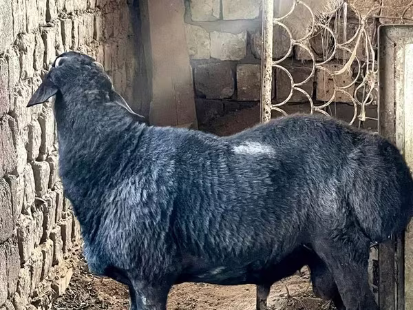 Widder, Arashan sheep