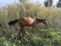 Cavallo, Cavalli — foto 5