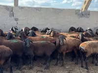 كبش, Hissar sheep — الصورة 3