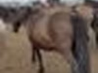 Faras dhaddig, Horses — sawirka 8