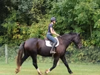 Kůň, Percheron — foto 7