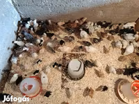 Chickens — foto 3