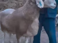 Wad, Sheep — sawirka 3