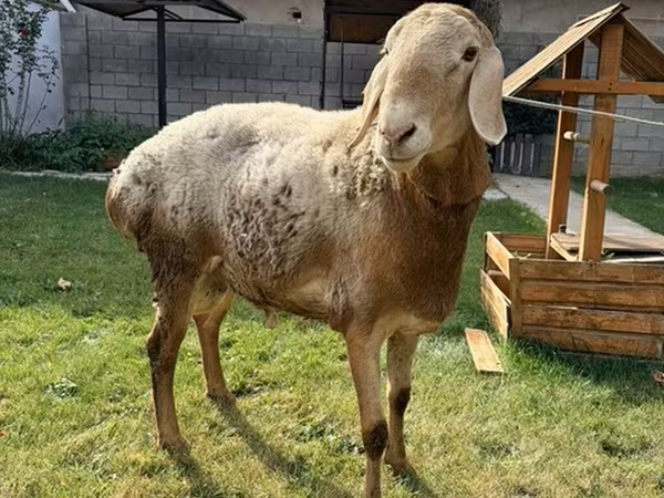 كبش, Arashan sheep