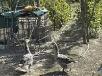 Geese — foto 6
