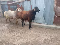 Bélier, Moutons — photo 1