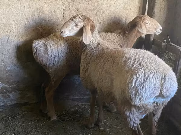 Kambing jantan, Rhon sheep