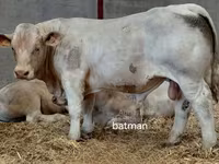 Bull, Charolais cattle — photo 3