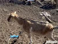 بز ماده, بز — عکس 4