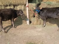 Krava, Alatau plemeno — foto 4