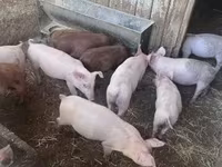 Prasata (šarže, pohlaví neuvedeno), Топигс Норсвин — foto 3