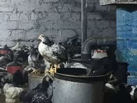 Chickens — ფოტო 2