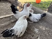 Chickens — foto 2