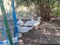 Ducks — 2 зураг