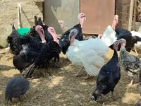 ფართოდ მკერდიანი თეთრი — ფოტო 1
