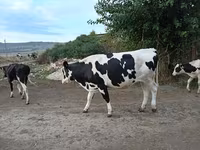 Krava, Russian Black pied cattle — foto 2