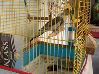 Nimfa (cockatiel) quşu və qəfəsi dəsti - Növ: Nimfa (koqatil) — عکس 1