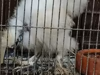 Silkie — foto 2
