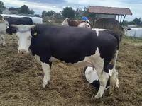Ko, Holstein-race — foto 1