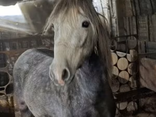 Hingst, Heste