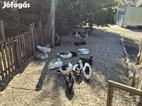 Ducks — รูปภาพ 7