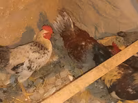 Chickens — Foto 5