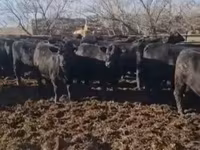 Bull, Cattle — photo 3