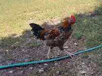 Chickens — 1 зураг