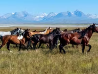 Konji (partija, pol nije naveden), Horse breed — fotografija 2