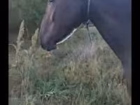 فرس, Nonius horse — الصورة 1
