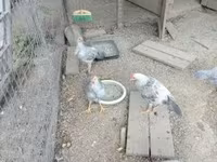 Chickens — sawirka 3