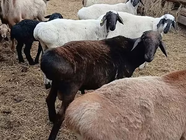 Beran, Arashan sheep