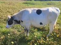 گاو ماده, Russian Black pied cattle — عکس 1