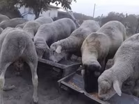 แกะตัวผู้, Ile-de-France sheep — รูปภาพ 6